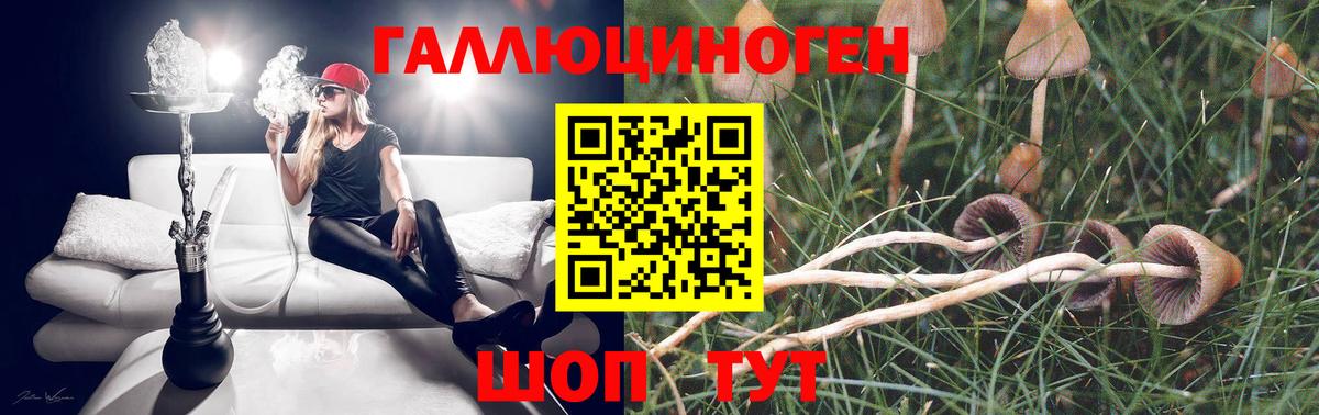 Галлюциногенные грибы Psilocybe Брянск
